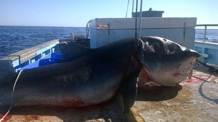 tiger shark australia