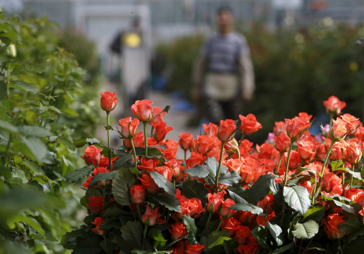 Russia Dutch flowers import