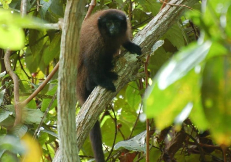 Urubamba brown titi