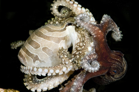 pacific striped octopus mating