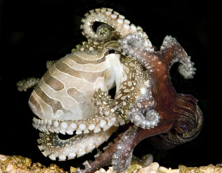 pacific striped octopus mating
