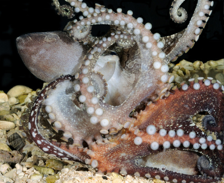 pacific striped octopus