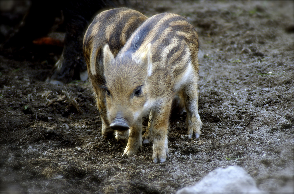 climate-change-causing-wild-boar-population-to-grow-exponentially-in