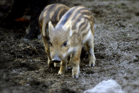 wild boar piglet cute