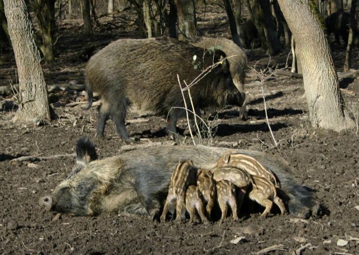 wild boars