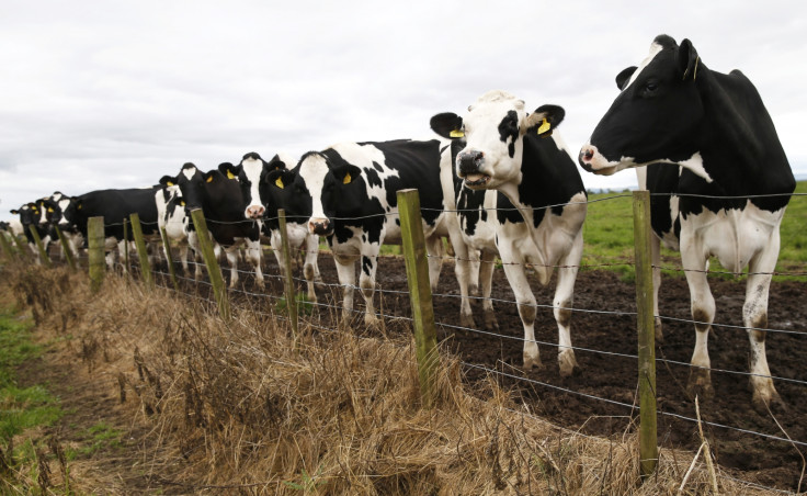 Cows in field