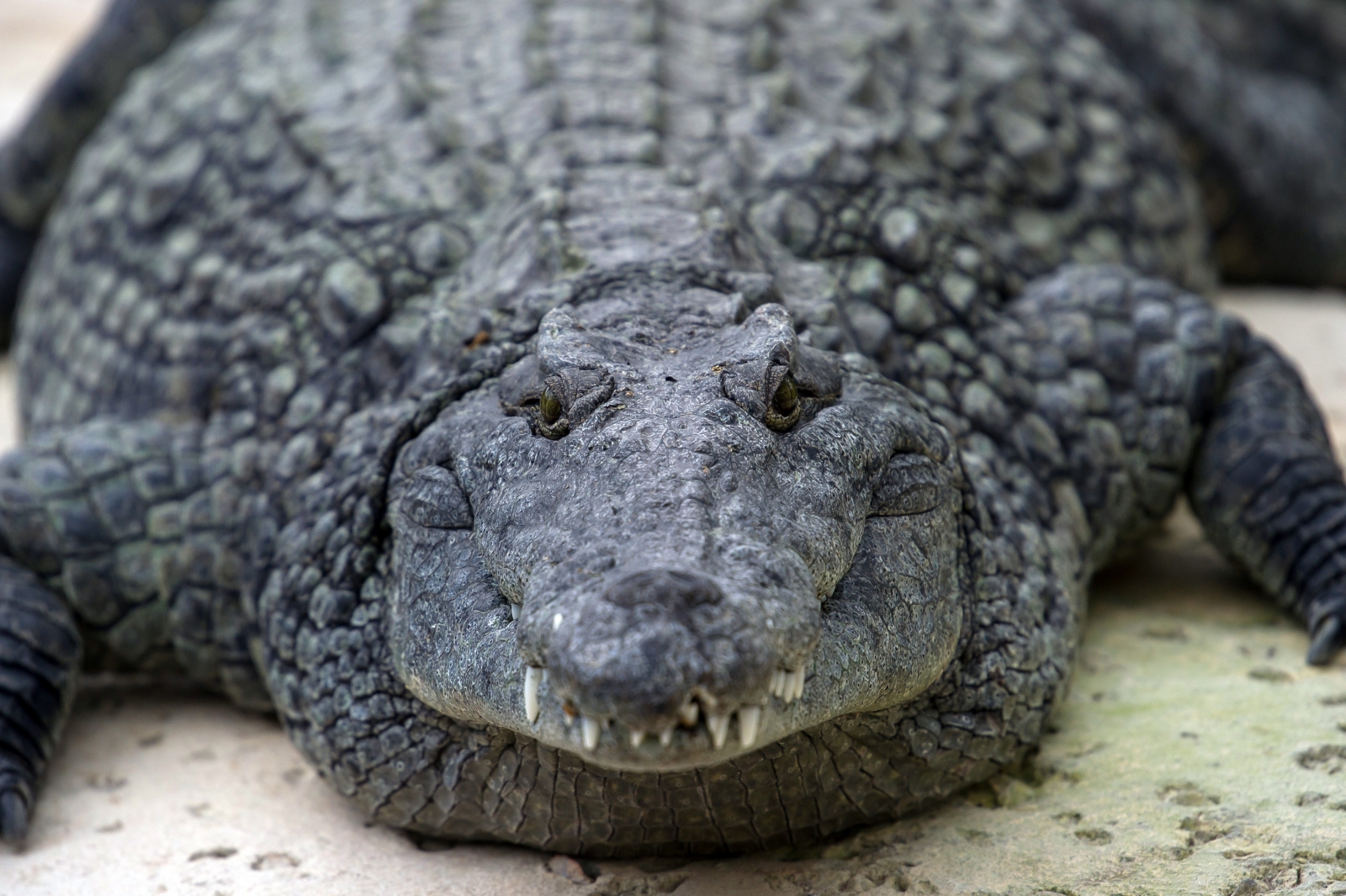 is alligator or crocodile more expensive