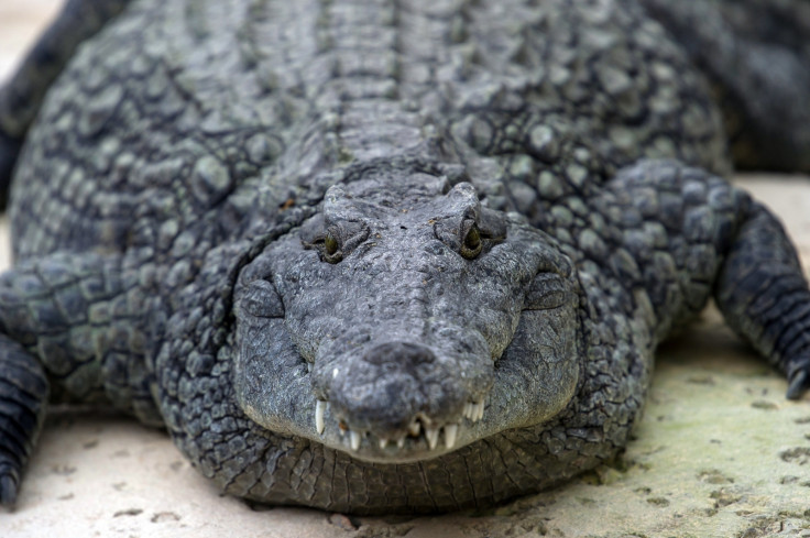 crocodile