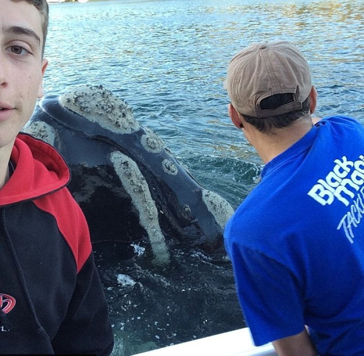 Whale rescue