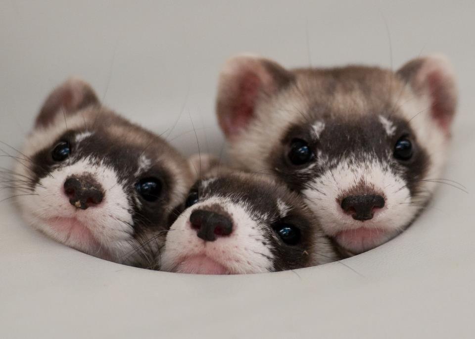 Critically endangered blackfooted ferret bred using 20yearold frozen