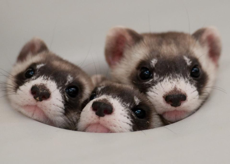 black-footed ferret