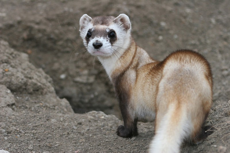 black-footed ferret