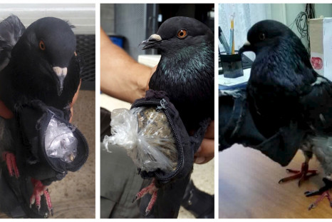 Costa Rica pigeon drug smuggler