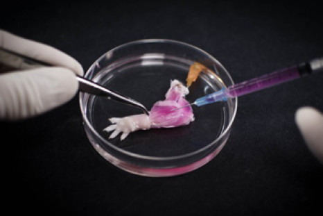 Rat arm grown in lab