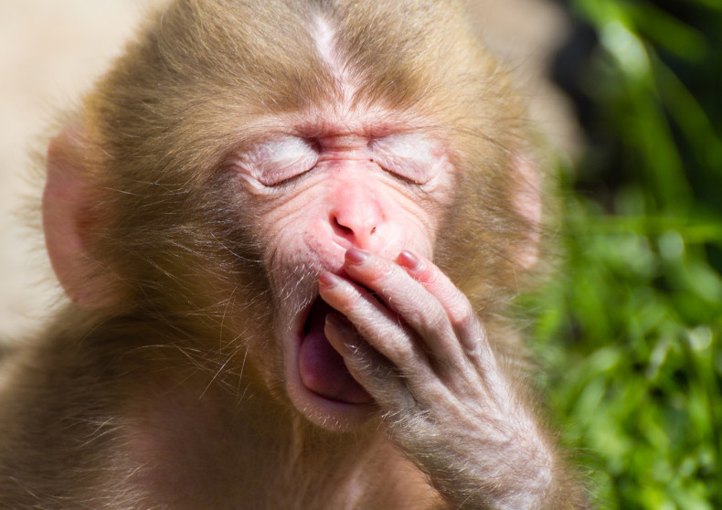 Yawning Japanese macaque monkey