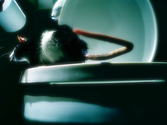 rat in toilet