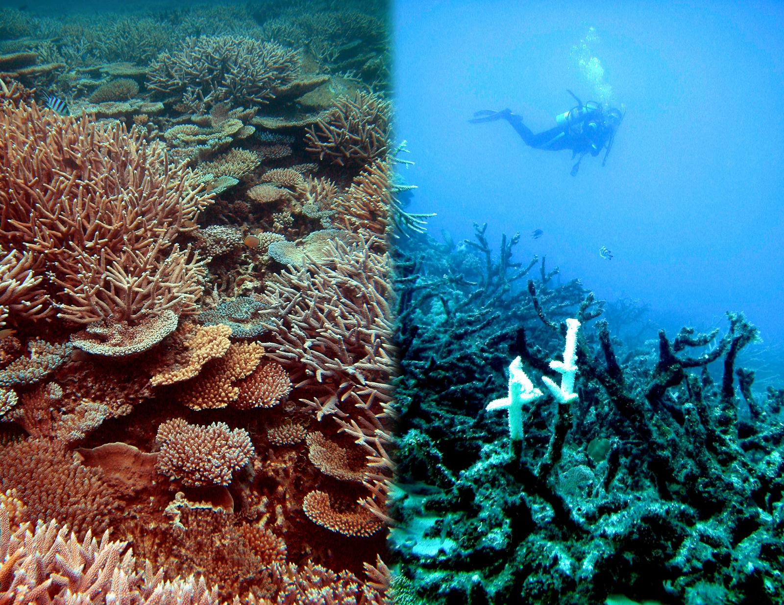 dying coral reefs