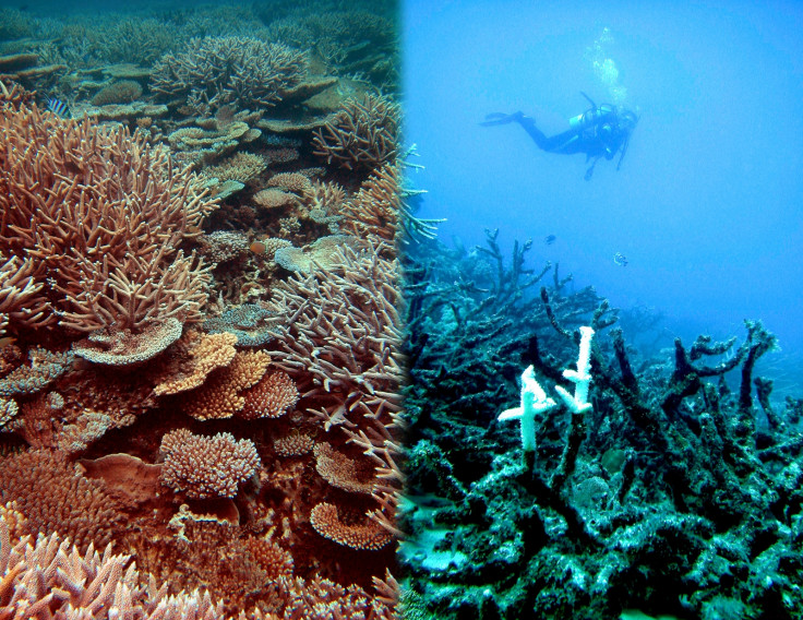 coral reef dying