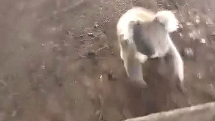 Koala chasing woman on quad bike