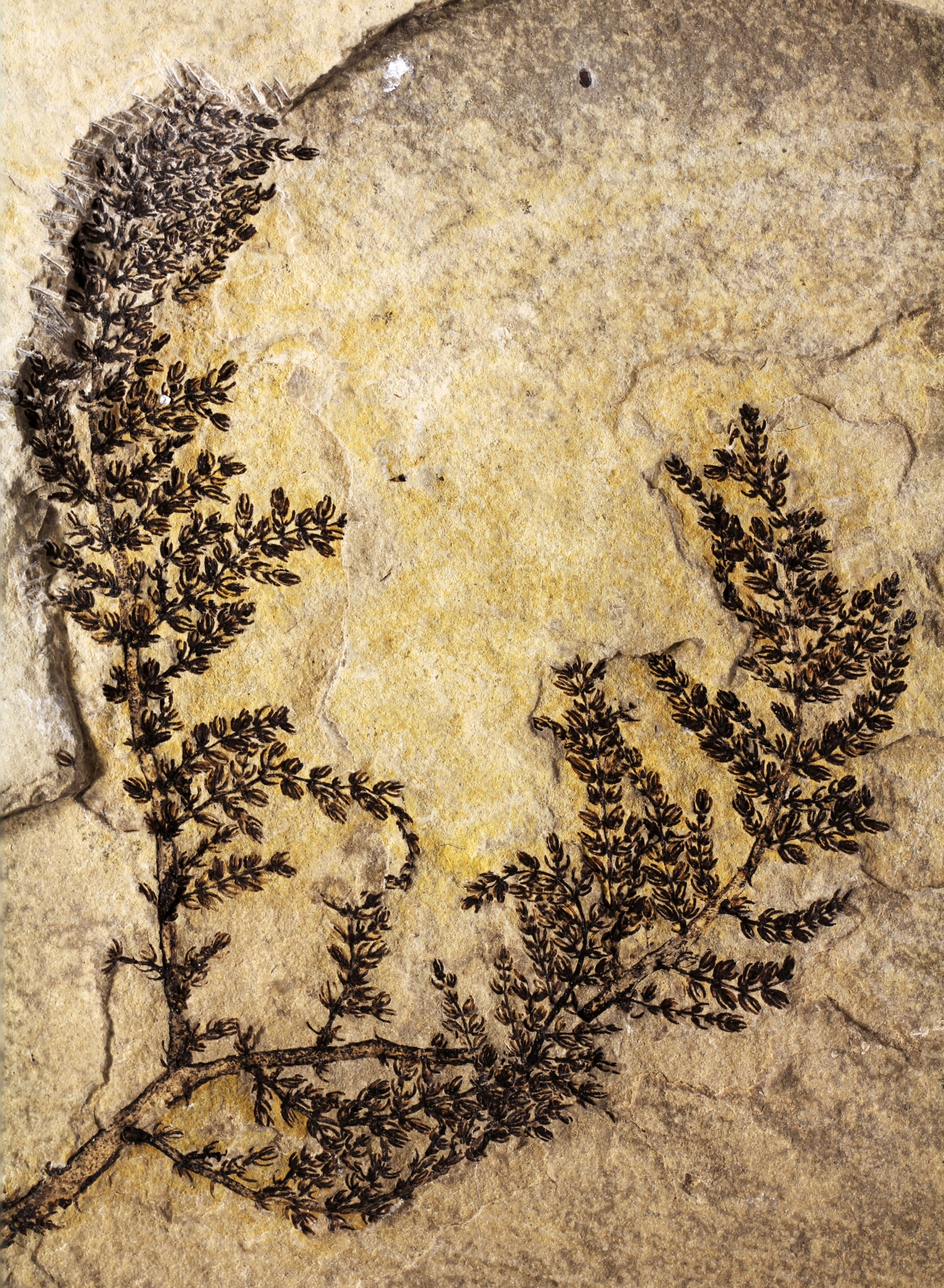 Mythical 'first flower' potentially discovered to be 130 millionyearold Montsechia vidalii