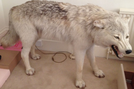 Arctic Wolf stolen in Chelsea
