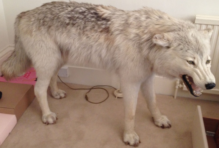 Arctic Wolf stolen in Chelsea