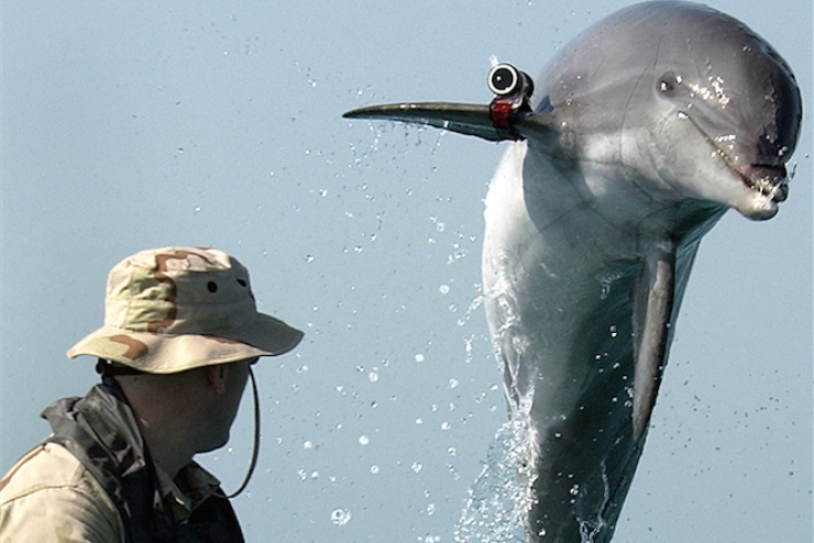 U.S. Navy Dolphin
