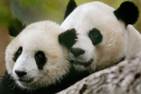 Giant Pandas