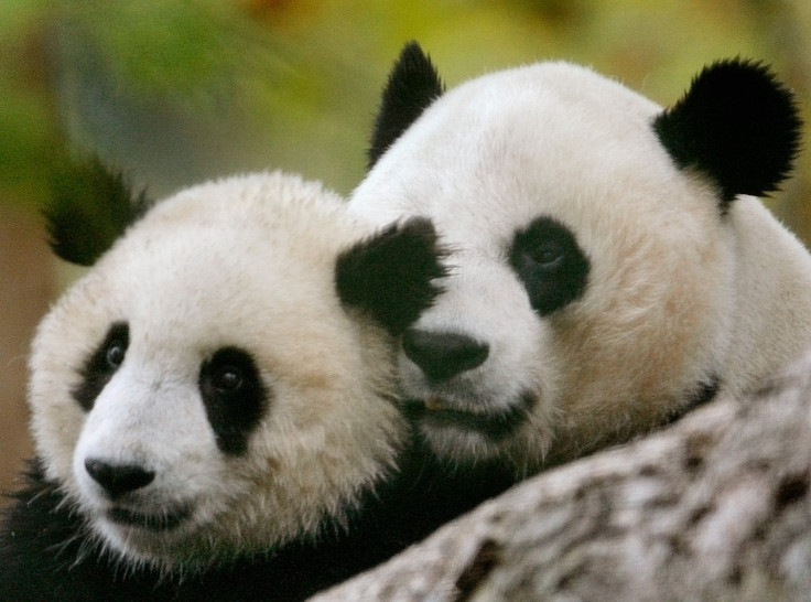 Giant Pandas