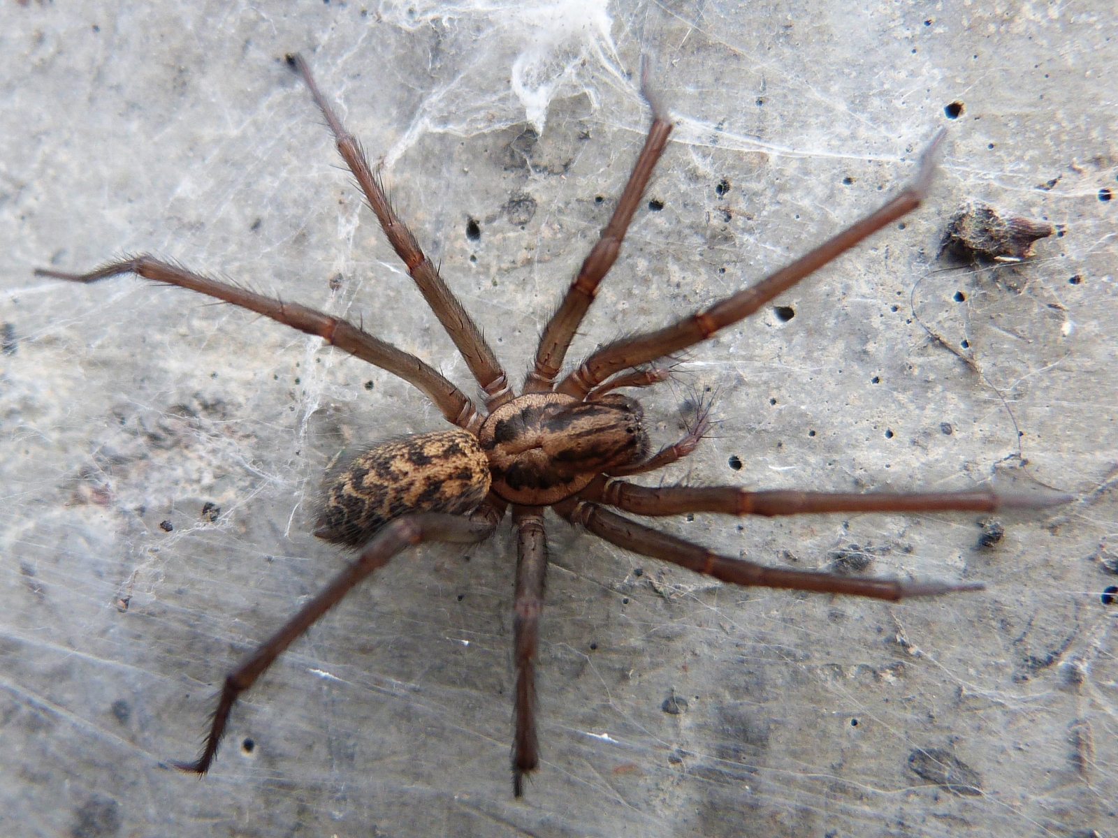 Giant House Spiders The Size Of Mice invading UK Homes Following Warm 