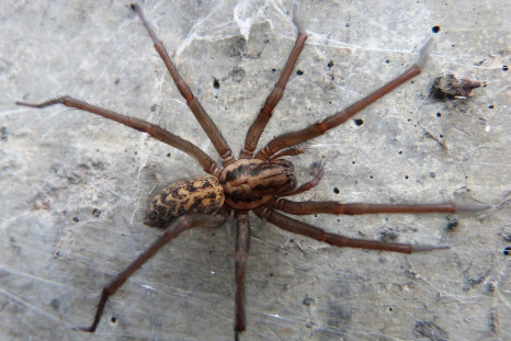 giant house spiders invade
