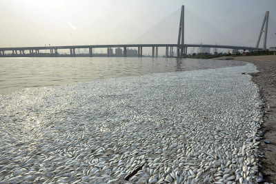 Tianjin explosion dead fish cyanide