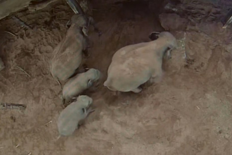 Elephant calf birth