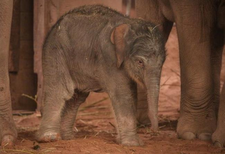 Elephant calf birth