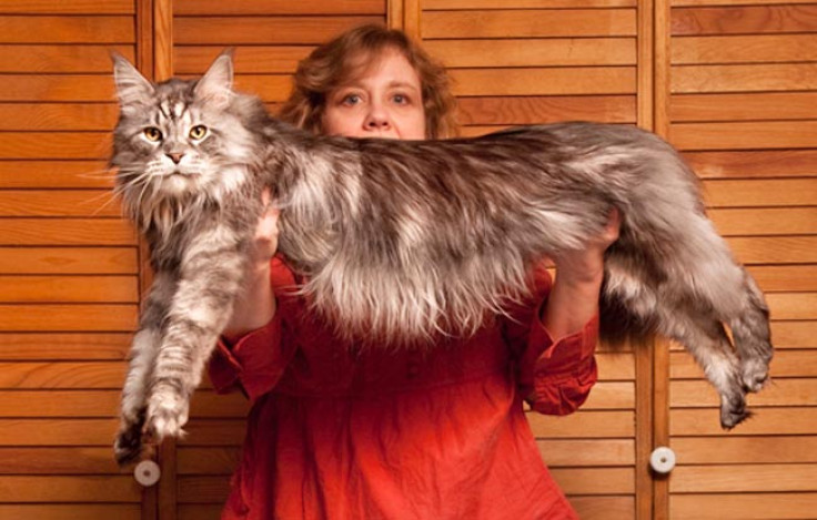 Longest cat