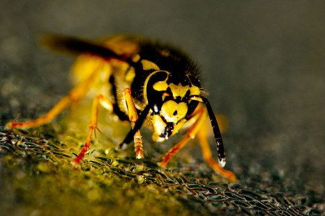 german wasp