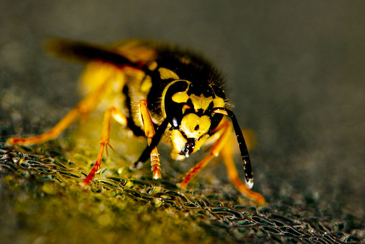 german wasp