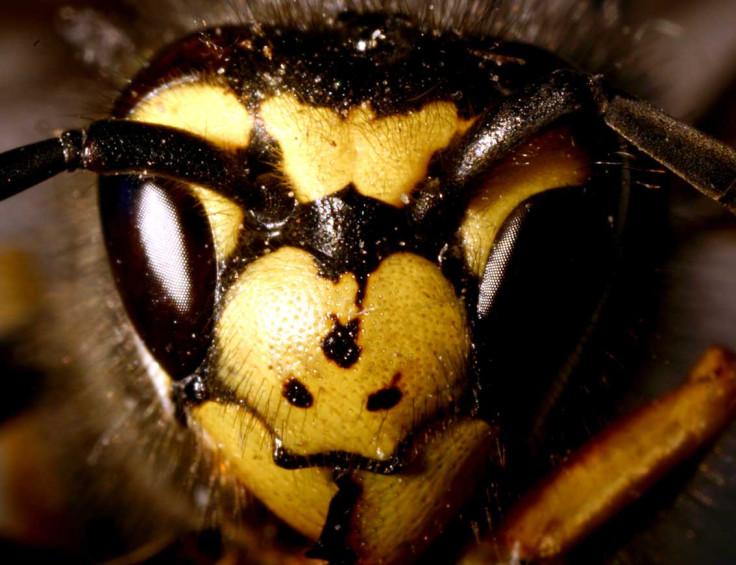 German Wasp Vespula Germanica
