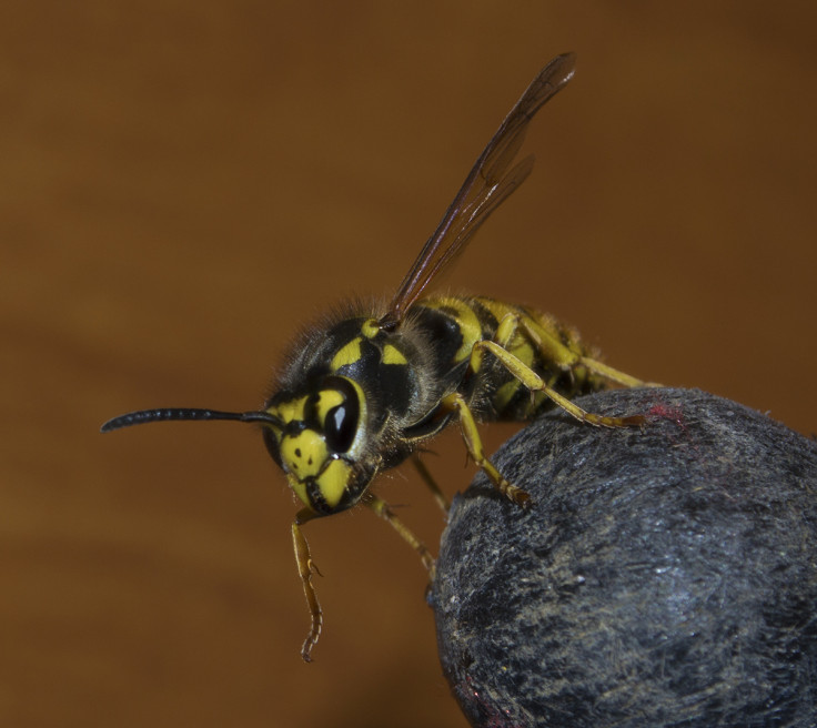 German Wasp Vespula Germanica