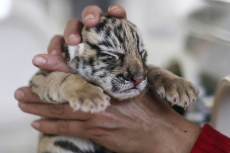 Tiger cubs born in China