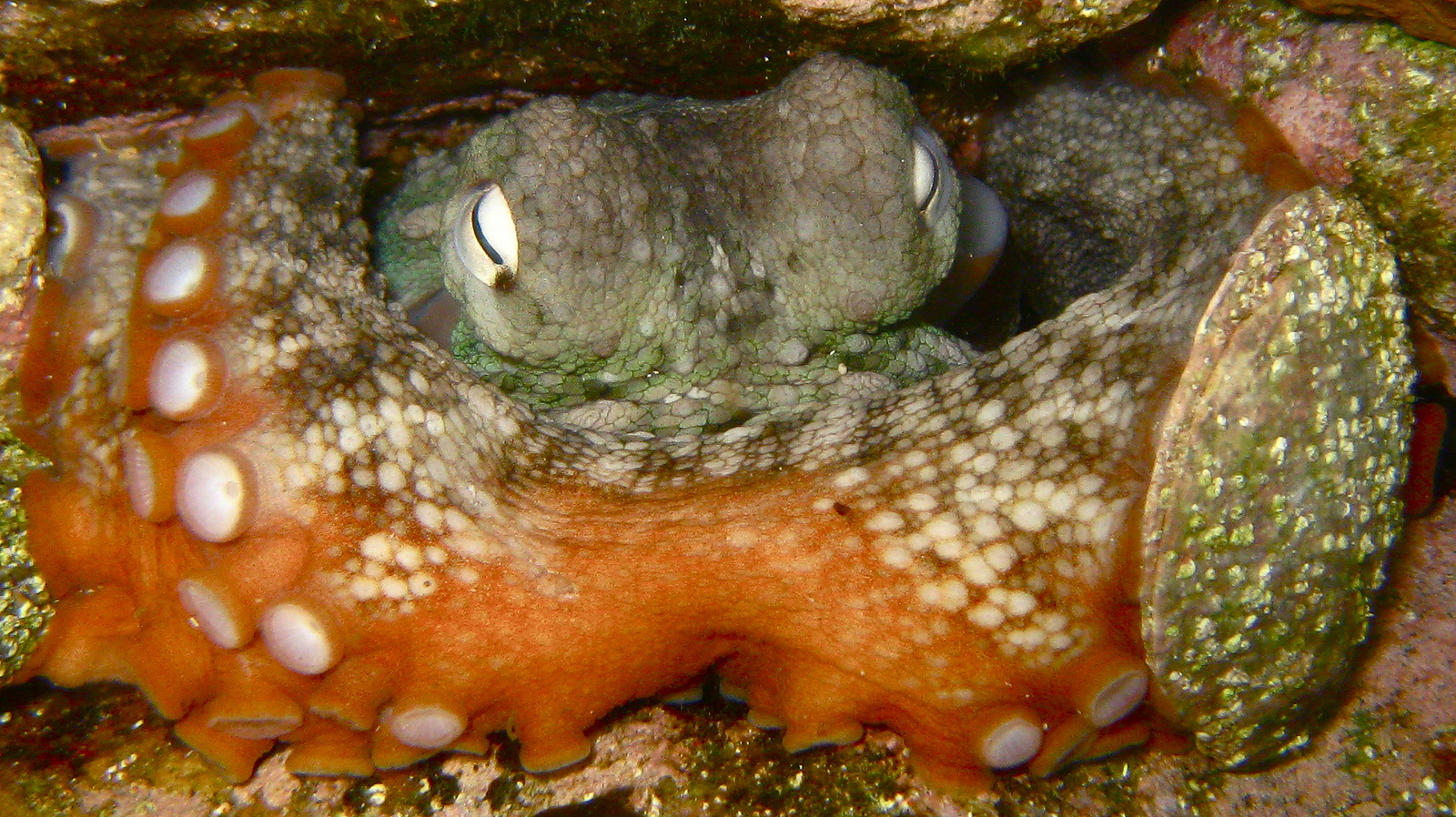 Gloomy octopuses seen throwing stuff at each other