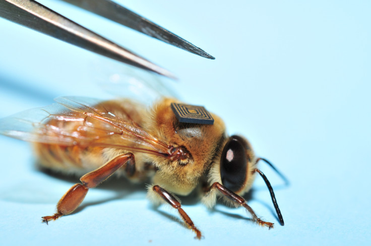 Honey bee with tracker