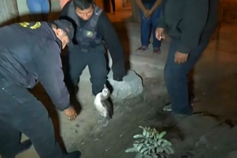 Police in Peru catch penguin