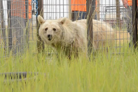 Elderly bears finally freed by PETA