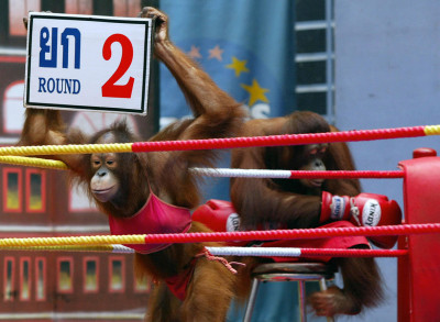 Thailand orangutans