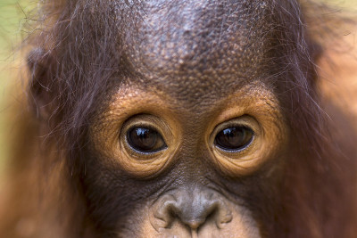 thailand orangutans