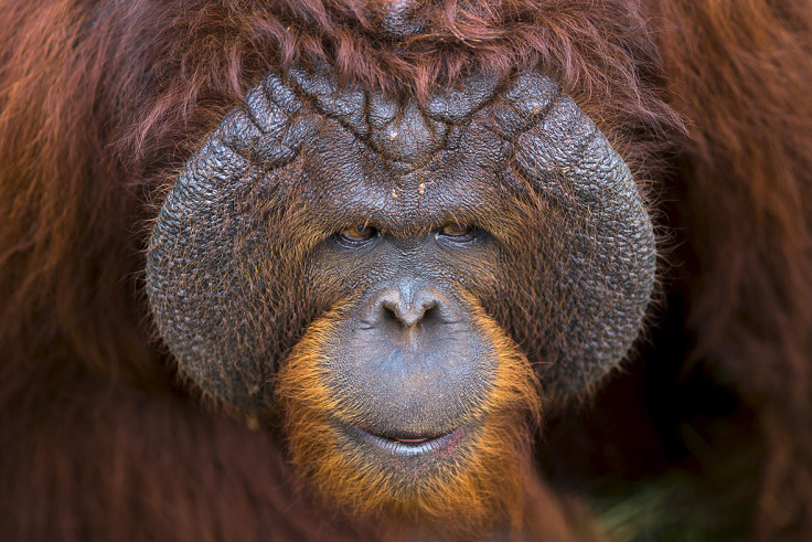 thailand orangutans