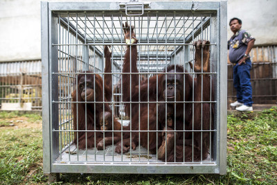 thailand orangutans