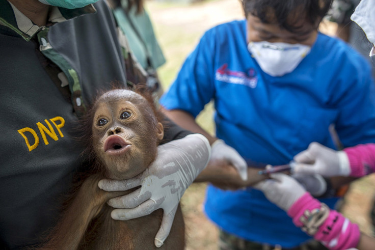 thailand orangutans