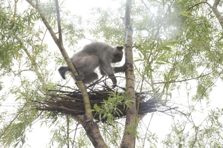 china macaque army